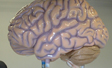 Finished brain for Missouri science center. Polyurea hard coat and epoxy paint