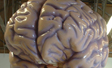 Finished brain for Missouri science center. Polyurea hard coat and epoxy paint