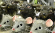 Rat and Mice Mask for Atlanta Ballet